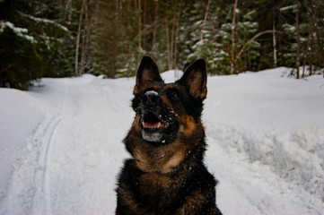 German Shepherd sitting in the middle of the forest and looking at the sky.