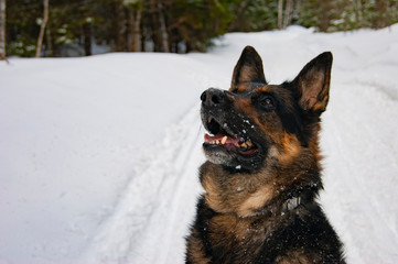 German Shepherd sitting in the middle of the forest and looking at the sky.