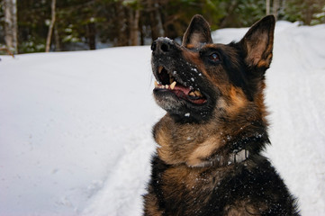 German Shepherd sitting in the middle of the forest and looking at the sky.