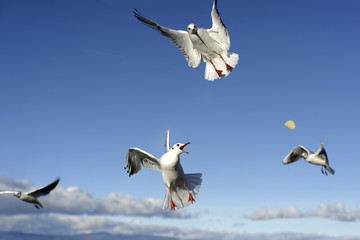 Mouettes en vol