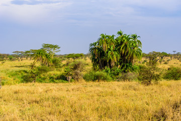 Game drive with Safari car in Serengeti National Park in beautiful landscape scenery, Tanzania, Africa