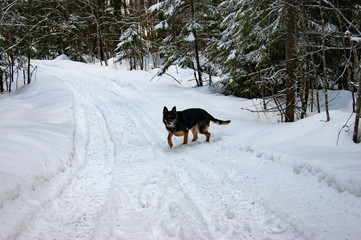 German Shepherd playing in the winter in the forest.