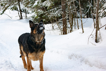 German Shepherd playing in the winter in the forest.
