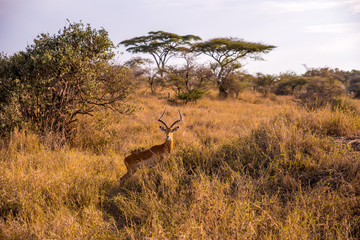 Naklejka na ściany i meble Gazelle in the bush - Game drive with Safari car in Serengeti National Park in beautiful landscape scenery, Tanzania, Africa