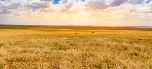 Game drive with Safari car in Serengeti National Park in beautiful landscape scenery, Tanzania, Africa - 310119480