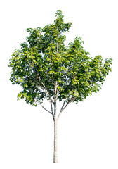 The tree is completely separated from the white ba background Scientific name Dipterocarpus alatus