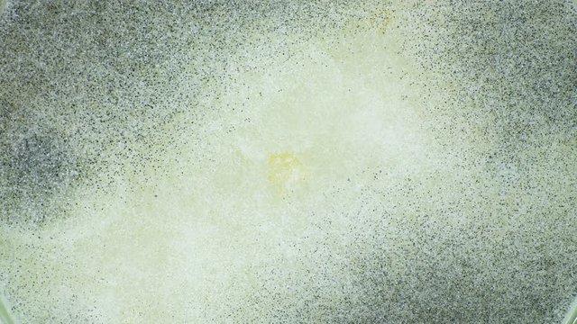 Mold grows on the surface of food time lapse