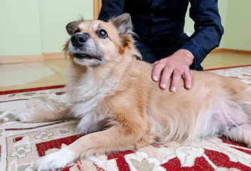 Man brushes his lovely dog.