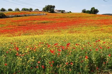 Anapo valley and the Pantalica plateau near Siracusa, in Sicily Italy