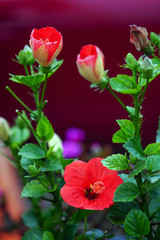 red flowers in the garden