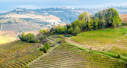 Fototapeta na wymiar View of the world famous Barolo vineyards, in the hilly Region of Langhe (Piedmont, Northern Italy) during fall season; this area has been nominated UNESCO site since 2014.