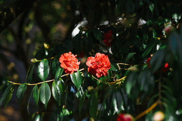 Red Camellia flowers on a Bush in spring