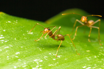Red Ant or Green Tree Ant on the green leaf