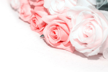The roses are set on white background