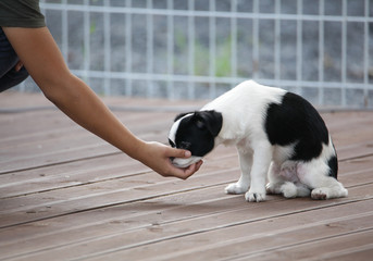 timid dog in the playground