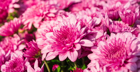 Closeup beautiful pink chrysanthemum flower blooming in the garden on sunshine.