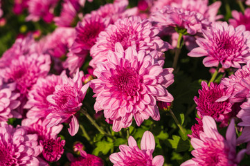 Closeup beautiful pink chrysanthemum flower blooming in the garden on sunshine.