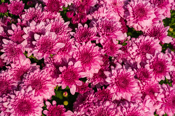 Closeup beautiful pink chrysanthemum flower blooming in the garden on sunshine.