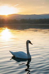 Fototapeta premium white swan on a beautiful lake on a summer day