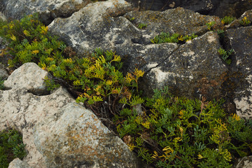 old stone wall and green grass
