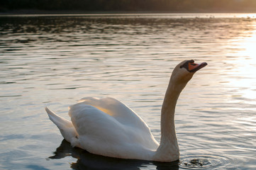 white swan on a beautiful lake on a summer day