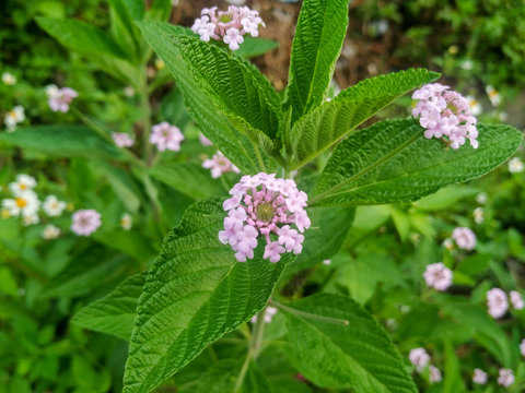Little Beattle Flower