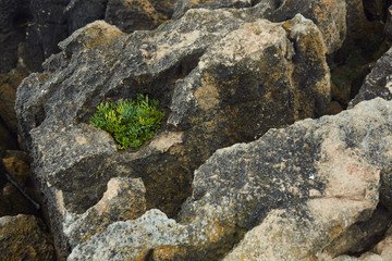 old stone wall and green grass