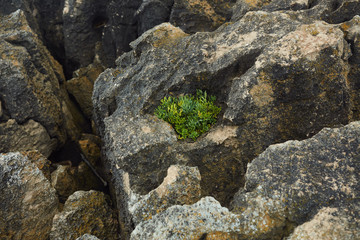 old stone wall and green grass