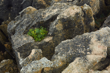 old stone wall and green grass
