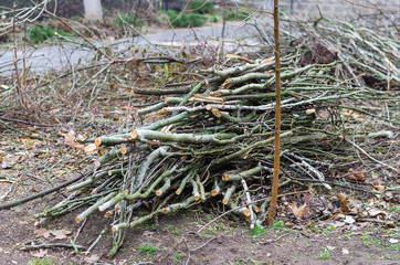 Group of thin poplar branches. Sawn poplar branches on the ground. Pruning trees by municipal workers. A bunch of brushwood. Selective focus.