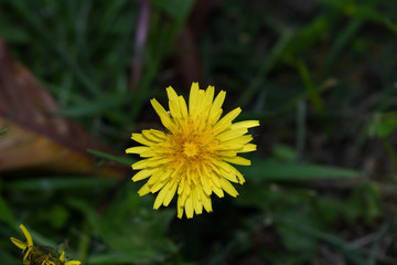 Primer plano de un diente de león amarillo con insecto en un pétalo, sobre fondo de jardín bokeh.