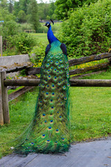 Obraz premium peacock in the park
