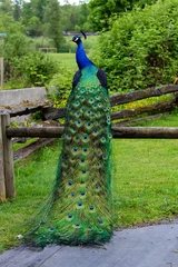 Fotobehang peacock in the park © Brandon