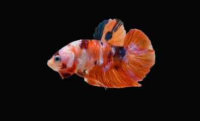 Thai fancy betta fish spreading fin and short tail swimming. Siamese fighting fish isolated black background. Close up and focus selection Colorful freshwater fishes with CLIPPING PATH