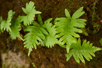 green leaf of fern