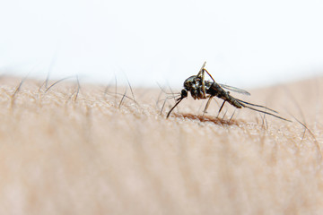 Close-up or macro pictures of mosquitoes on the skin