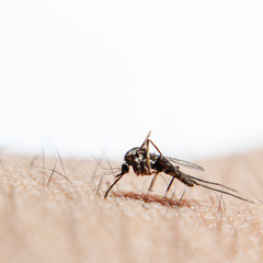Close-up or macro pictures of mosquitoes on the skin
