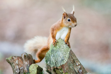 Fototapeta premium Red squirrel (Sciurus vulgaris)