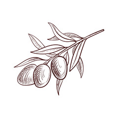 vector drawing olive branch