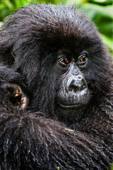 VOLCANOES NATIONAL PARK, RWANDA. Female young gorilla (gorilla berengei berengei) in habitat.