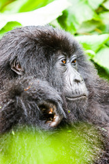 Igitangaza, a three and a half year old mountain gorilla