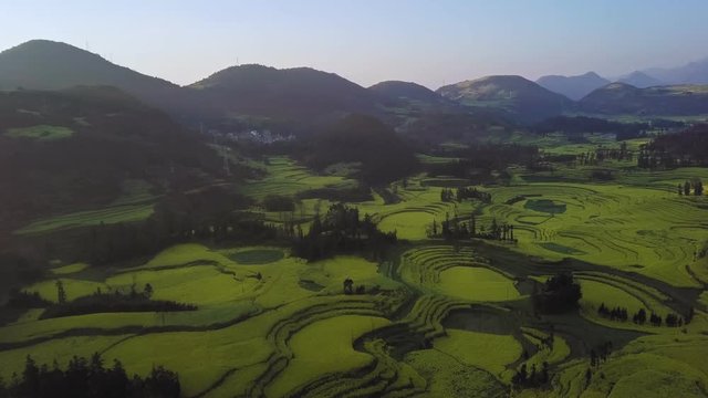 Aerial view drone flight above yellow rapeseed (canola) flower field in spring, Luoping, China