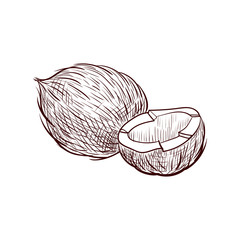 vector drawing coconut