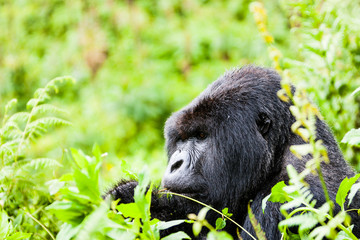 VOLCANOES NATIONAL PARK, RWANDA A side-on portrait of a male silverback mountain gorilla (gorilla berengei berengei). There are fewer than 800 mountain gorillas in the wild. © Dave