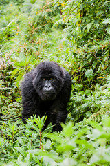 A mountain gorilla (gorilla berengei berengei) approaches through the undergrowth in Volcanoes National Park, Rwanda. There are fewer than 800 mountain gorillas in the wild.