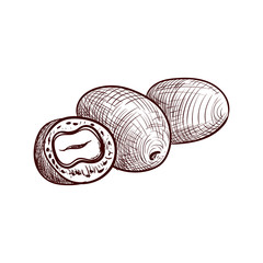 vector drawing mongongo nuts