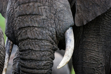 Masai Mara, Kenya. A close-up portrait of an African elephant's (Loxodonta africana) trunk and...