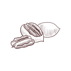 vector drawing pecan nuts