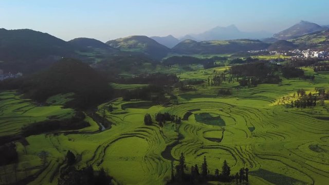 Aerial view drone flight above yellow rapeseed (canola) flower field in spring, Luoping, China
