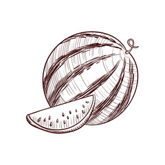 vector drawing watercmelon
